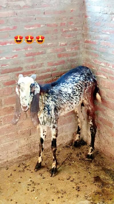 desi bakra for sale