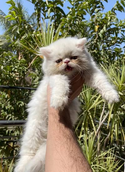 persian kittens | persian cat | punched face  kittens pair