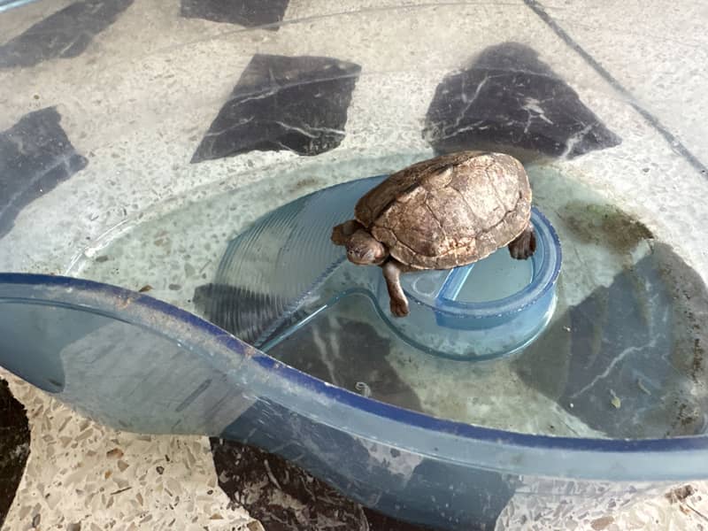 2 year old turtle 0