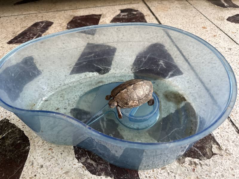 2 year old turtle 1