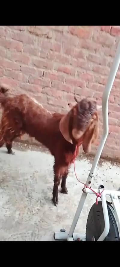 /Bakra/mandi/dhumba/ malirmandi/