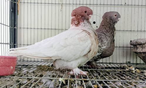 Modern Blondinet Breeder Pair