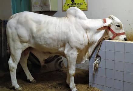Qurbani 2026 bachra for sell