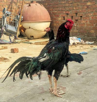 Aseel Pair For sale