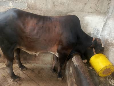 2 dant bachra for sale