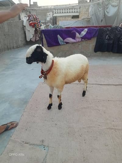 2 dant dumba hi bahi bilkul okay hi dumba 2026 ki qurbani ka