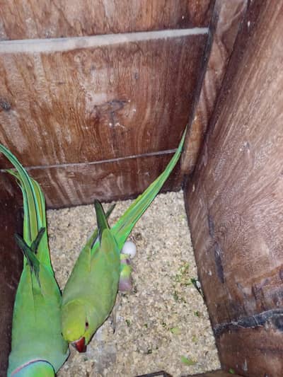 ringneck breeder setup for sale urgent  with chicks and eggs