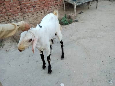 3 Bakhra2026 Eid Bakhra Premium Quality Mix 1.5 Years Eligibal for eid