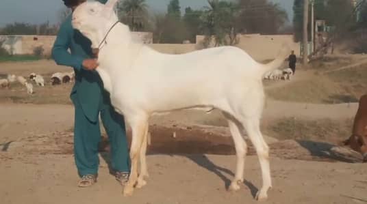 Bakra for sale qurbani ke liye call=03460421993
