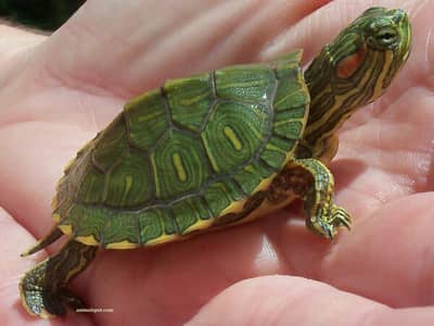 Red eared slider babies - Available