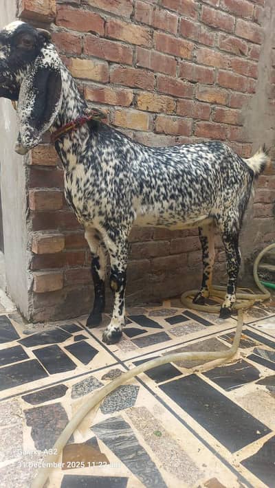 Qurbani K Liye Female Goat/ Makki Cheeni Goat /pure breed