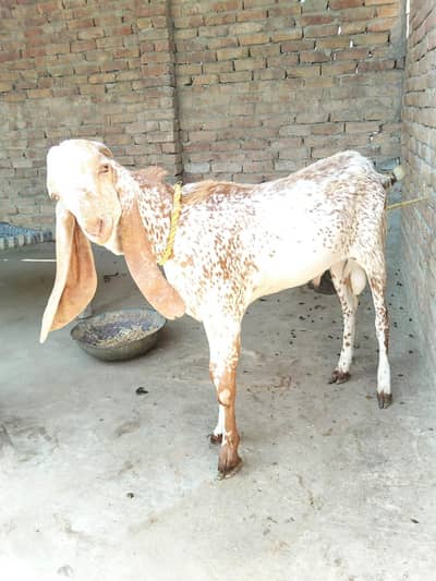 qurbani bakra for sale makhi cheena