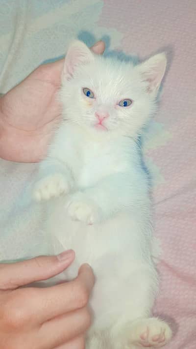 Persian 1 male kitten pubs