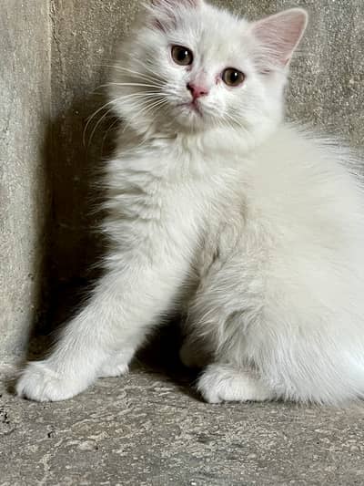 Beautiful White Persian/Longhair Kitten for Sale