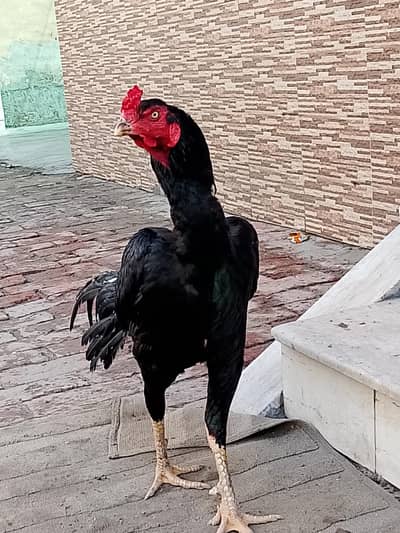 band gaddi chicks