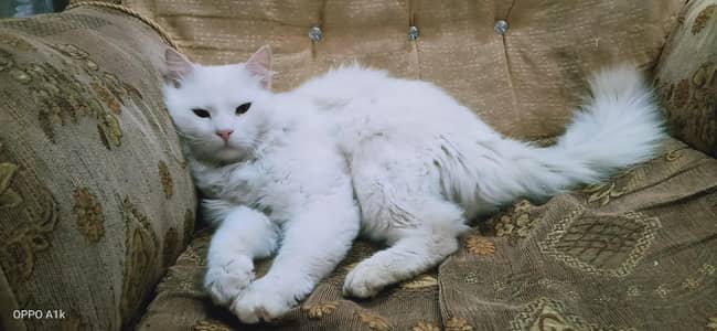 Persian cat