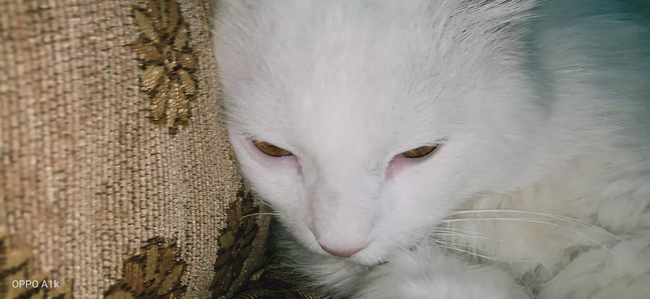 Persian cat 1