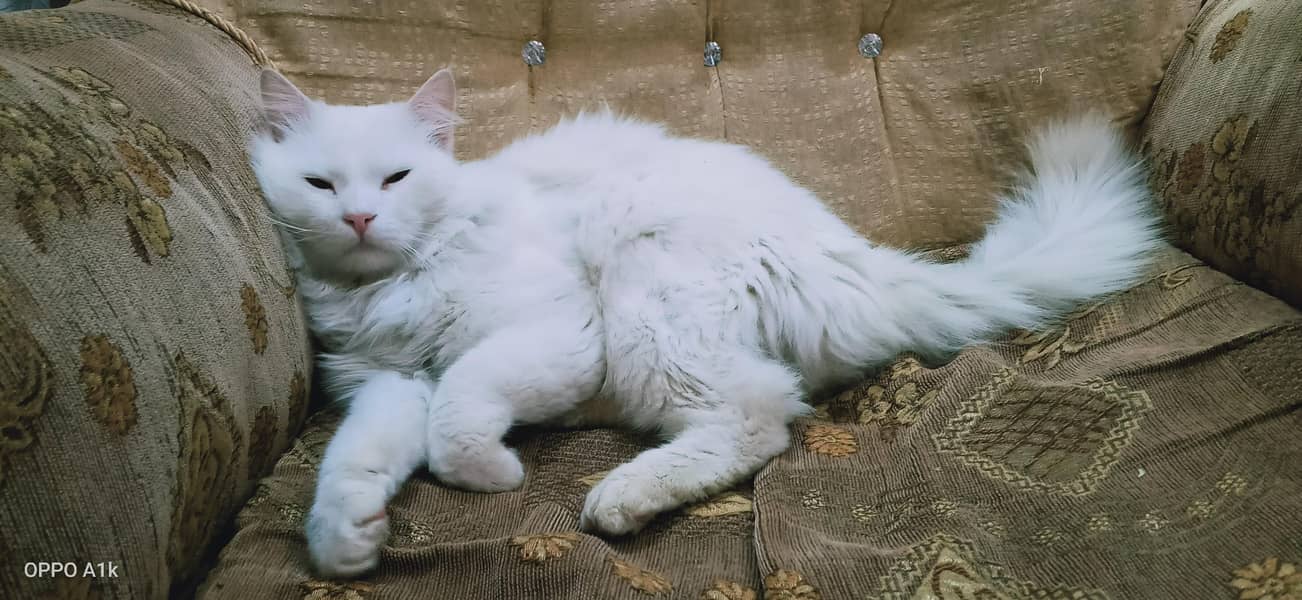 Persian cat 2