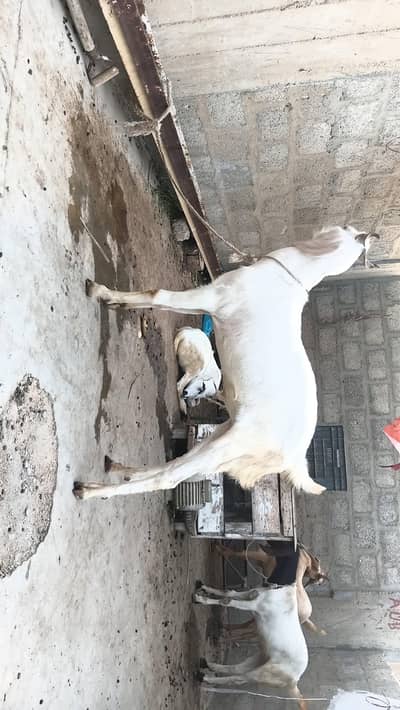 bakra
