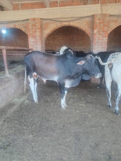 Bull Sale demand  230 to 350 lack