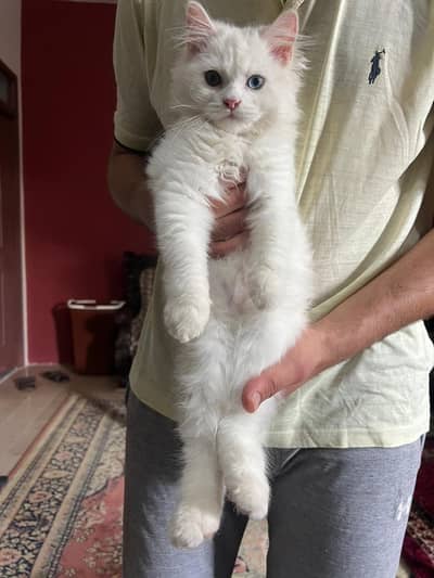 Persian Cat. pure white. Clean and home pet
