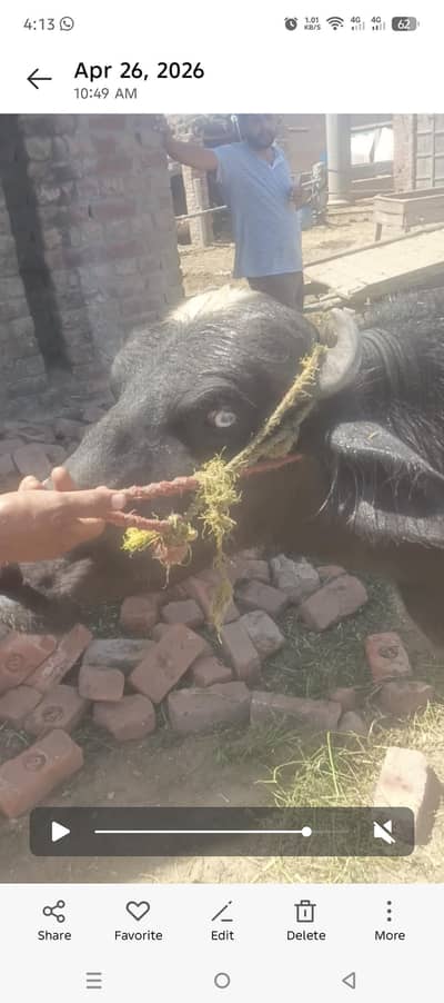 choti for sale