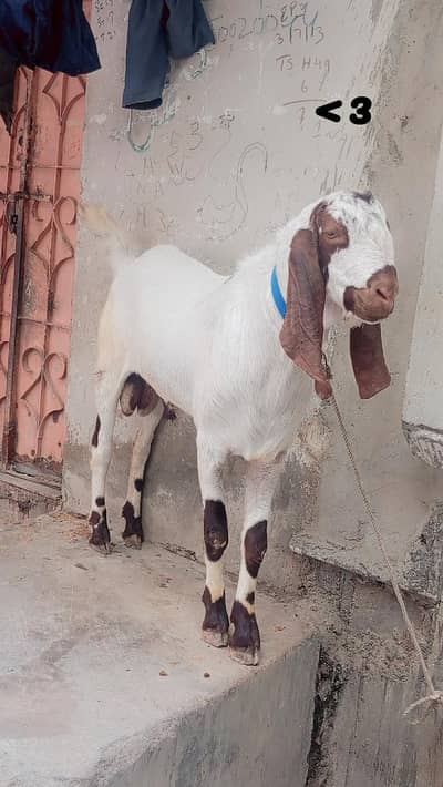 Bakra