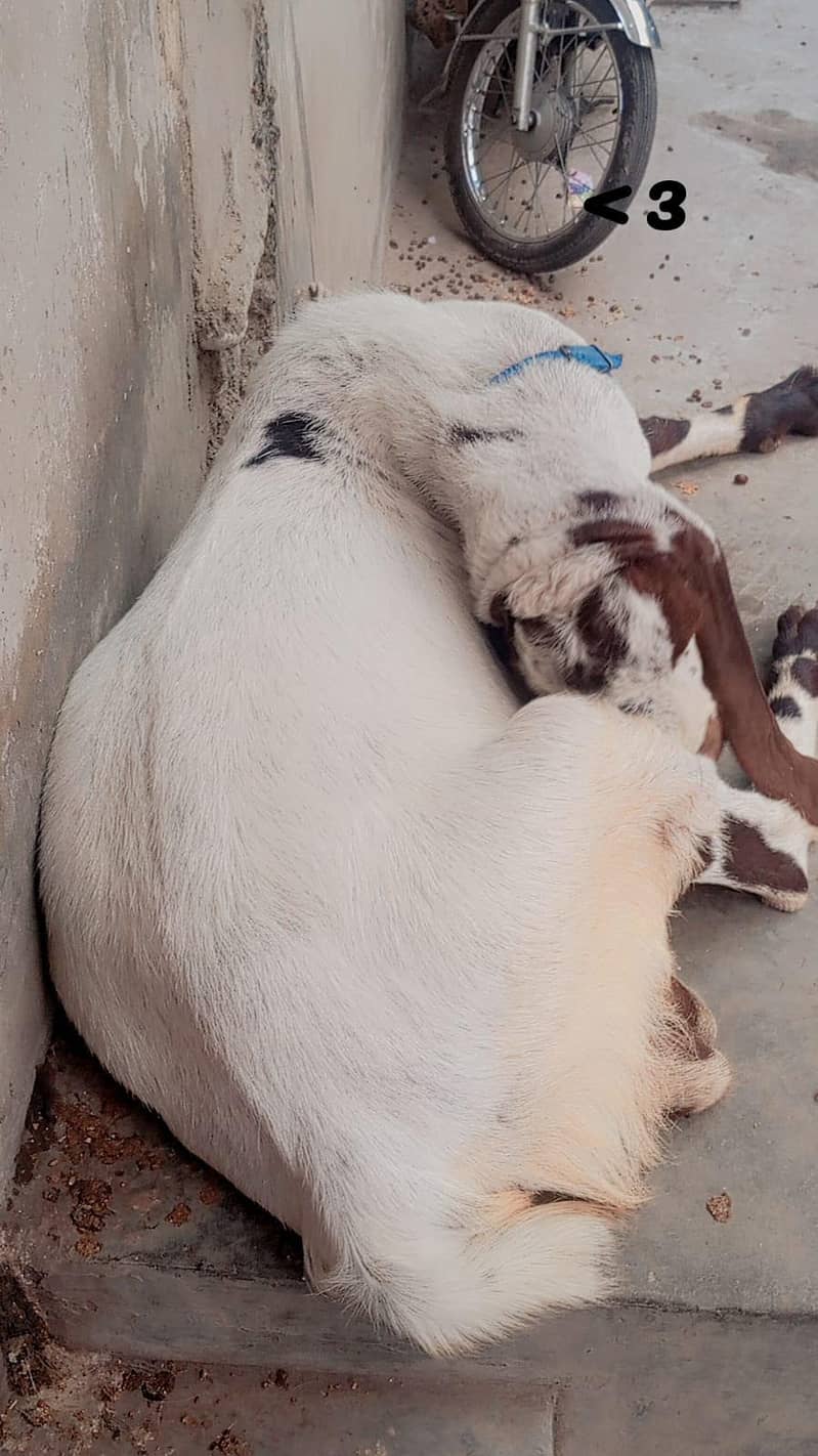 Bakra 1