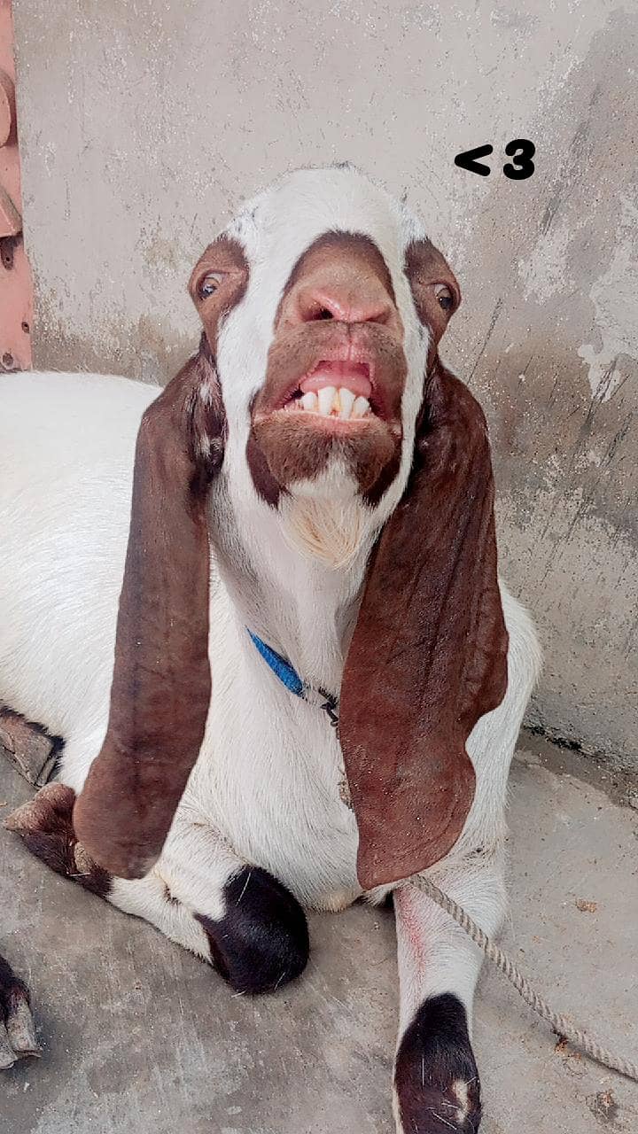 Bakra 2