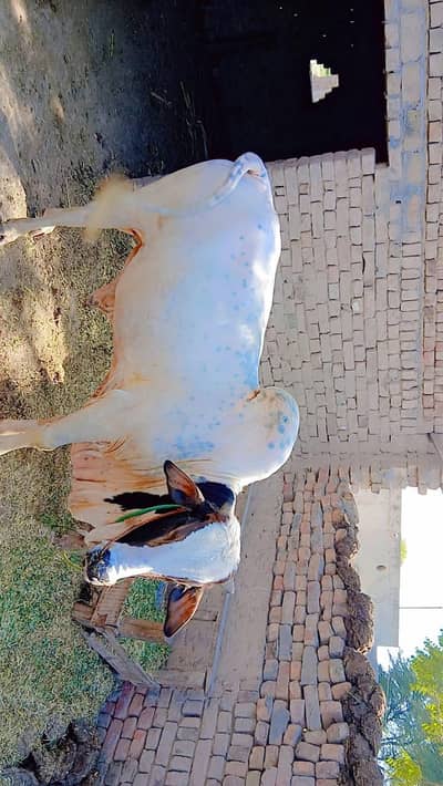 shaokine hazrat rsbta karei
