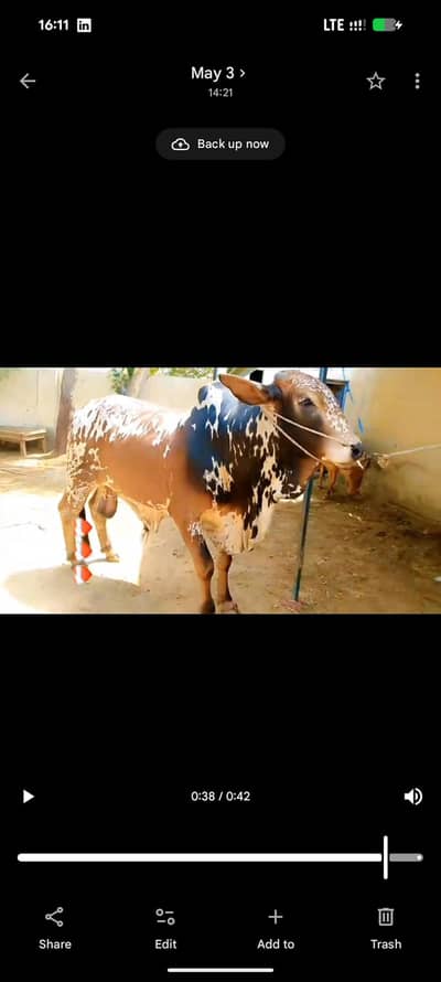 Cow (wera) for sale 2.6 years 0302 2917504