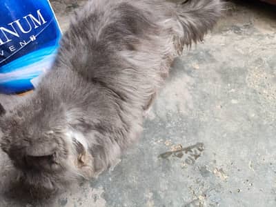Persian Cat Female Triple Coated