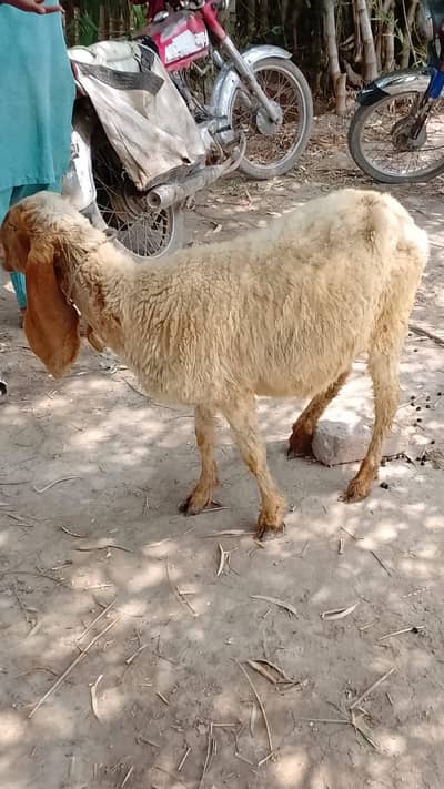 Healthy Female Sheep - 1 Year Old - Active & Beautiful