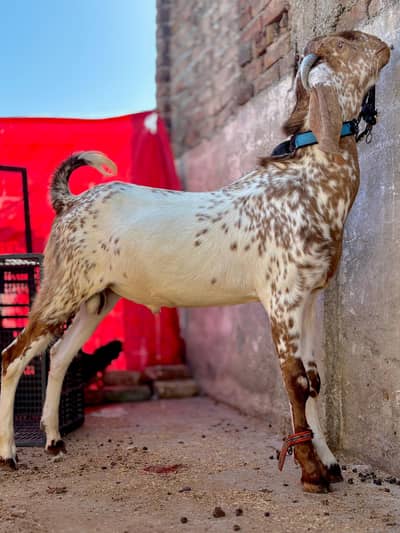 makhi cheena bakra| donda|beetal bakra |desi Goat | Qurbani 2026 |بکرا