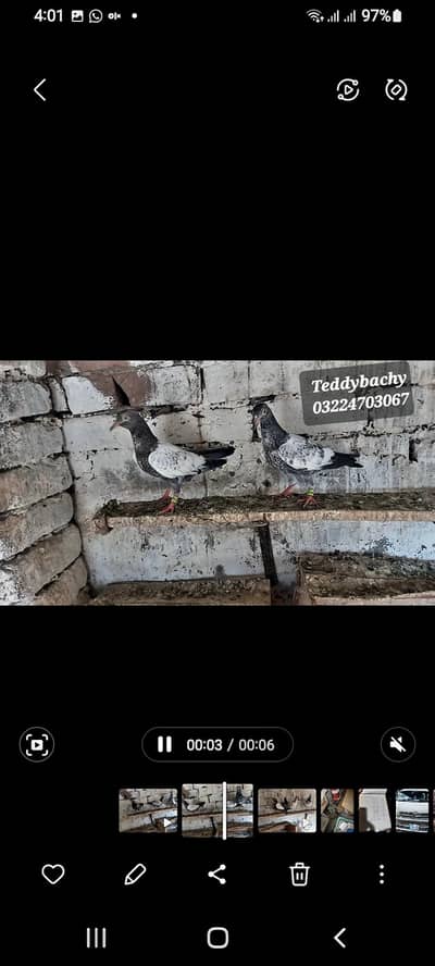 Royal Teddy birds