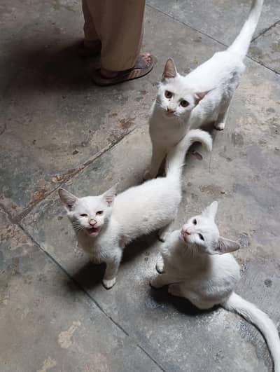 Mother +3 kids