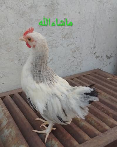Bantam Cock / Male