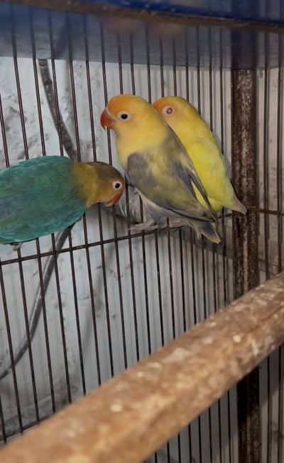 mix colour lovebirds