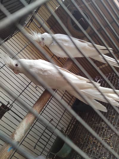 albino red eye pair one red eye female and one black eye pair