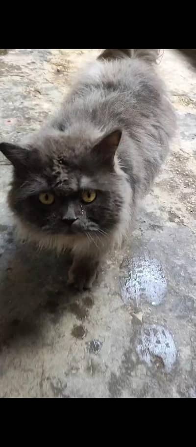 Persian Cat Female Triple Coated