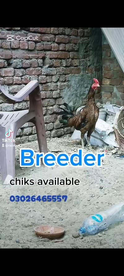chiks available burmi back footr free kick