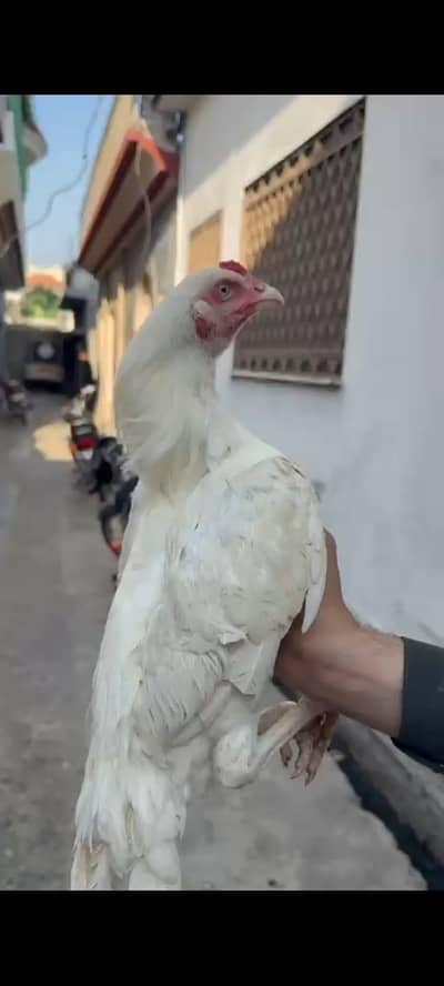 High quality hera patah