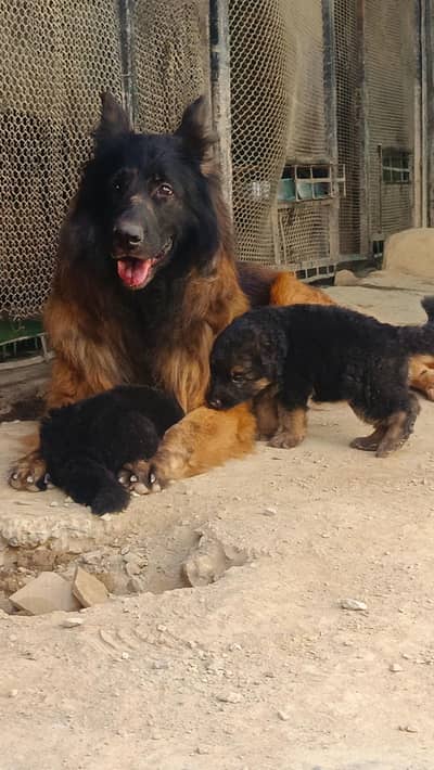 German Shepherd High Quality puppies With Mother