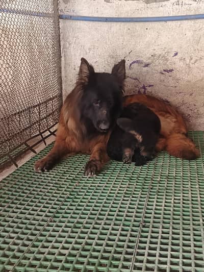 German Shepherd High Quality puppies With Mother