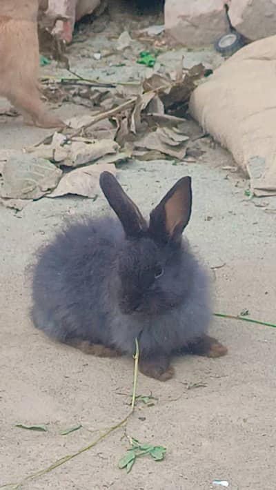 urgent sell English rabbits  6 adat rabits