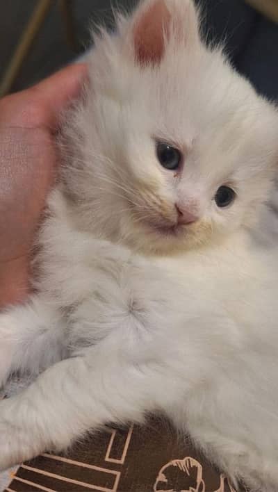 kittens for urgent sale in reasonable prices