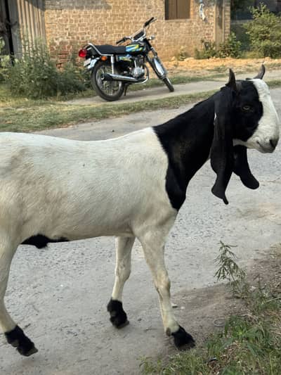 Qurbani bakra for sale | bakry | bakray |bakrey | goat | do dant