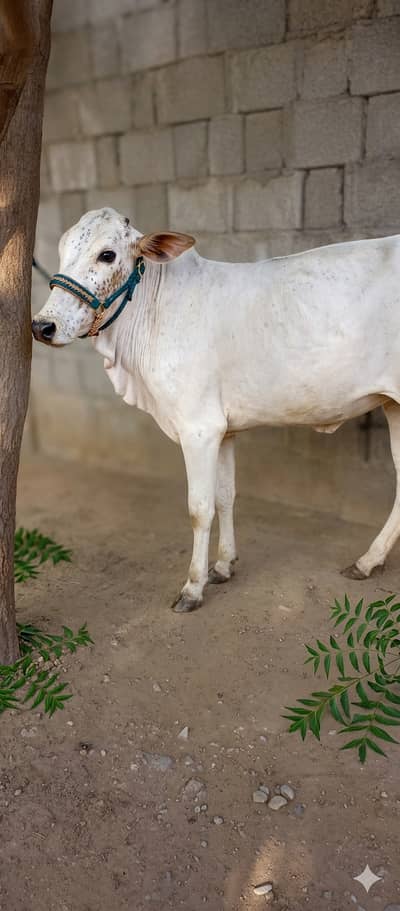 Bull / Bachiya  / Wacha / Desi bachre / Qurbani ka janwar / Qurbani 20