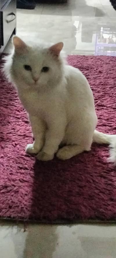 Persian cat triple coat