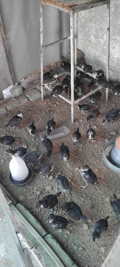 49 Australorp chicks high quality